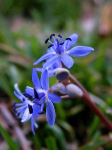 csillagvirag