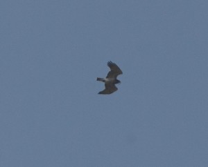 Bükkaranyos_male_20150412