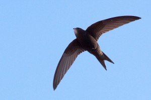 1024px-Apus_apus_-Barcelona,_Spain-8_(1)